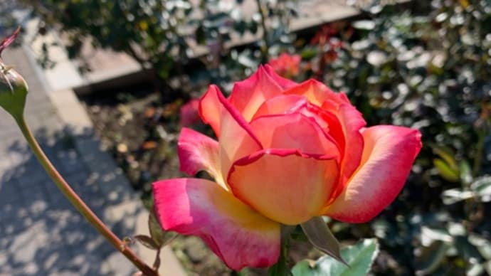 秋の薔薇はもう少し後か?