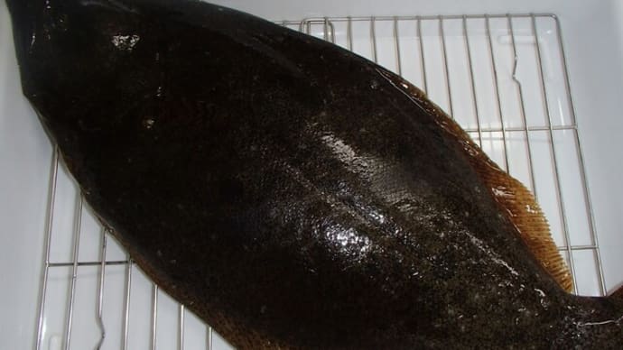 ヒラメしゃぶしゃぶと白ネギ