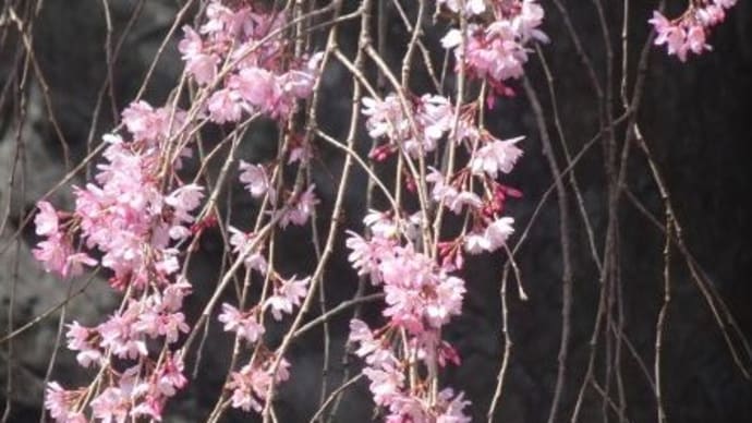 白鳥庭園・紅しだれ桜・1