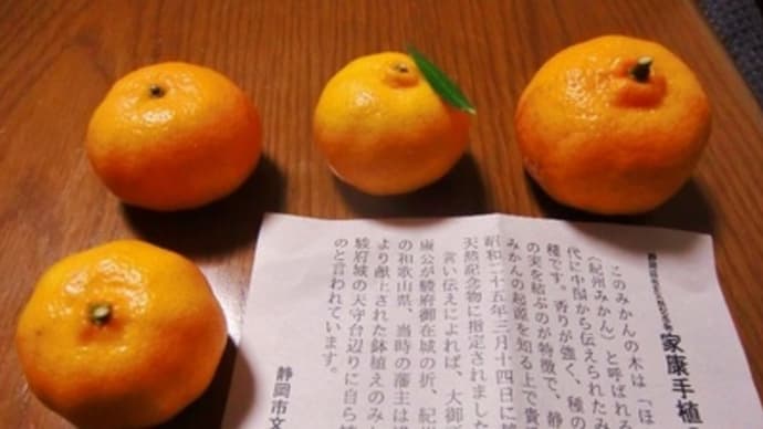 家康さんお手植えミカン