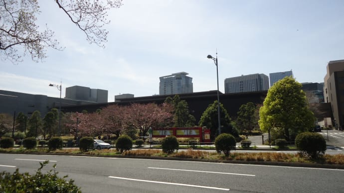 咲き始めの桜、国立劇場