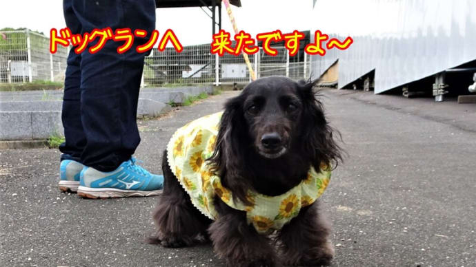 まきびの丘ドッグランに集合