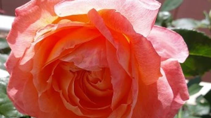 切り花品種モンシュシュとオデュッセイアの2番花&ドライ紫陽花のリース作りました♬