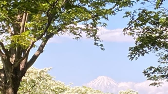 なんじゃもんじゃ