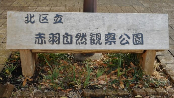 カワセミ~赤羽自然観察公園