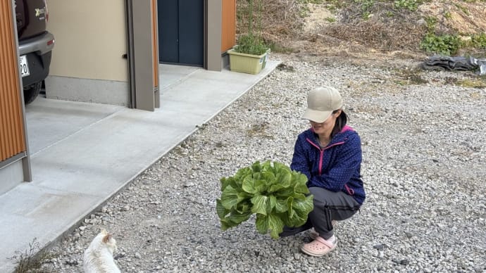 家庭菜園は難しい・・・