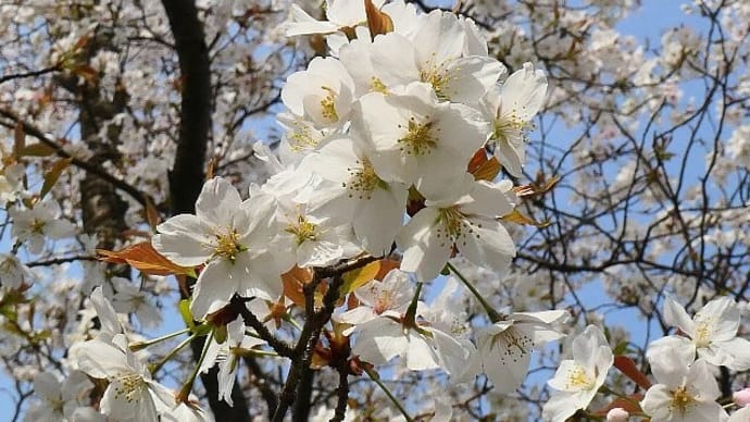 「春に3日の晴れなし」って本当!?