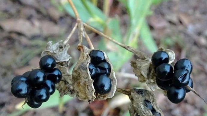 庭と空き地の「ヒオウギ」 (2)秋の種子(ぬば玉)