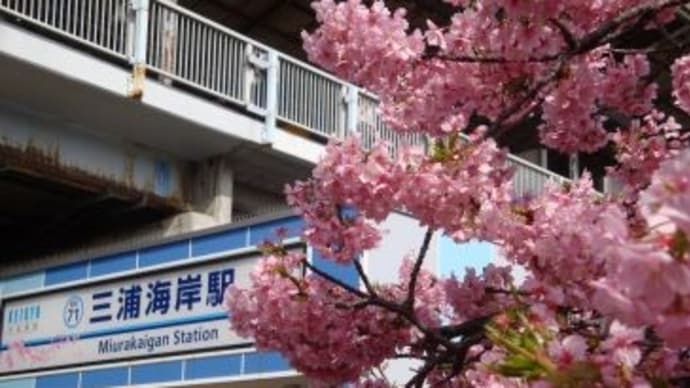 三浦半島の河津桜♪、(2024如月)。