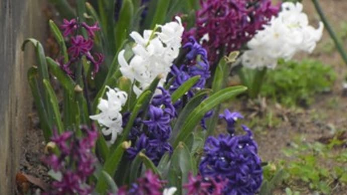 桜の開花、五分咲きの開成山公園に行って来ました。