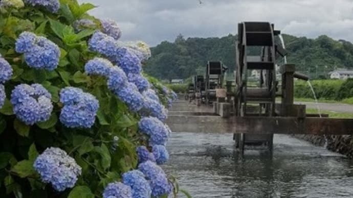 梅雨時は紫陽花・睡蓮・花菖蒲