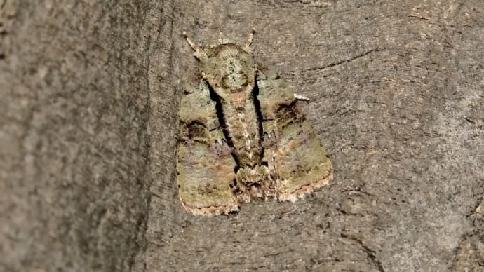 2023年 公園の虫さんたち! (5)《 オッ、ビジョオニグモがいたのだ 》