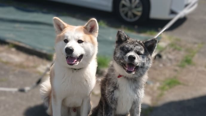 秋田犬展覧会で会った可愛いこちゃん達~🐶
