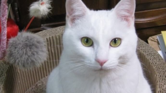 ハッシュタグ 猫 白猫 猫の仕草 面白い Goo Blog Gooブログ