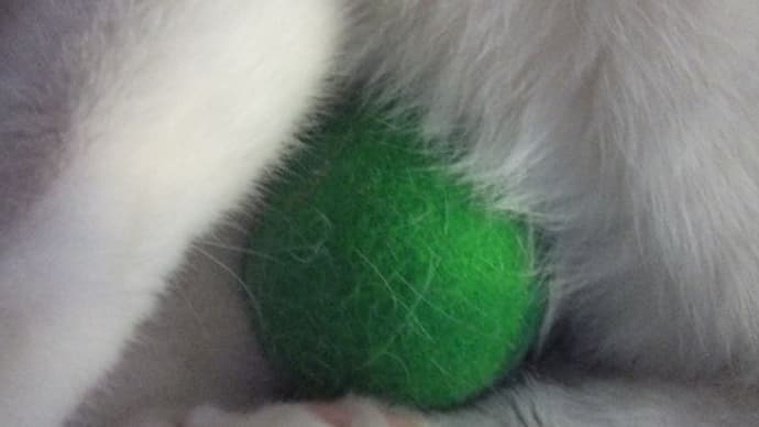 カエル玉を温めるめんま。