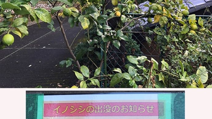熱海・伊豆山にもイノシシ出没注意の掲示板が!