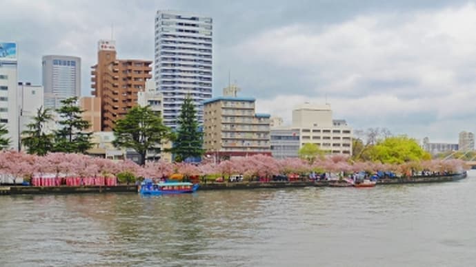 大阪 桜 2015