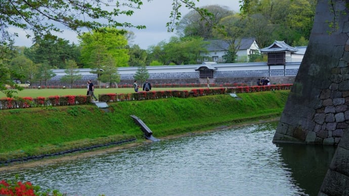 ●新緑の金沢城 お堀のツツジ 石川門 シロバナタンポポ ミツバツツジ 玉泉院丸庭園