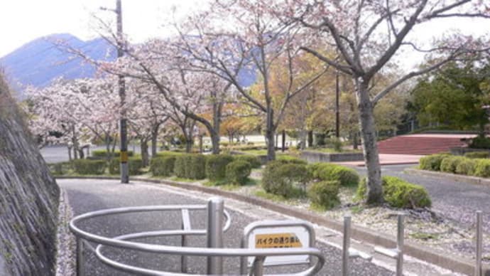 桜が散ってしまうのです