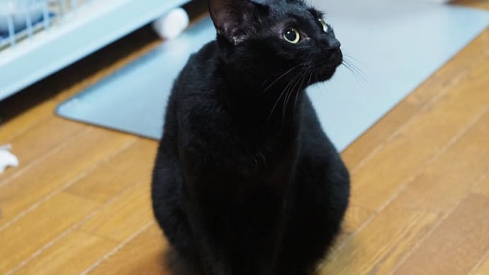 8月17日は「黒猫感謝の日」♥
