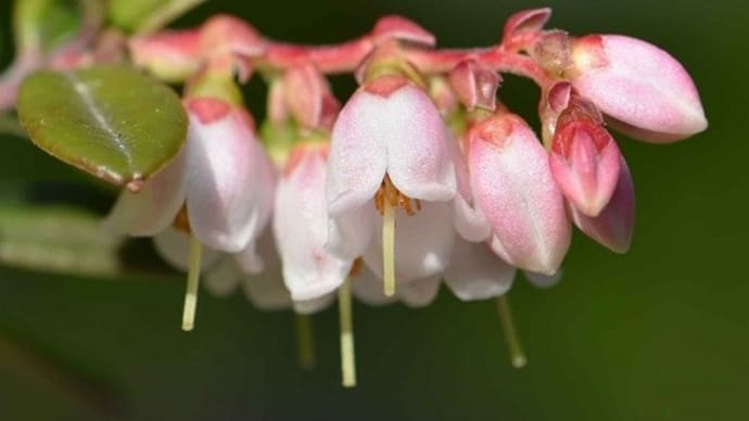鉢植えの「西別コケモモ」 花と実
