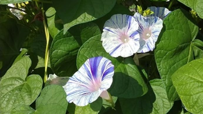 地植えした、絞りの朝顔、咲いてきました~~!