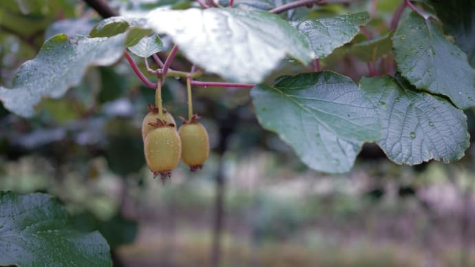 kiwifruits.