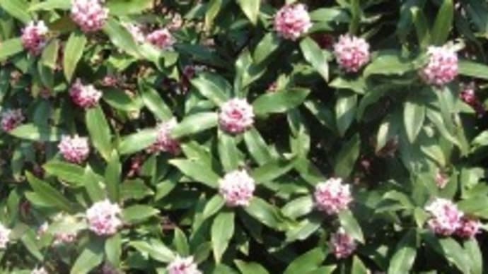 植物の秘密と花の香り