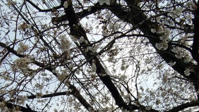 一気にお花見モードだもん!