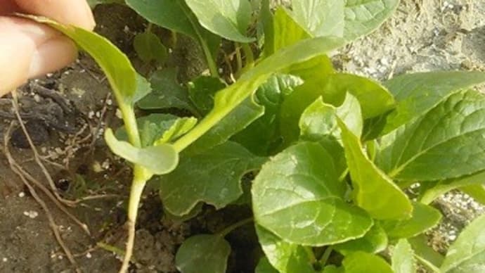 植え替え若葉を蘇生させよう作戦