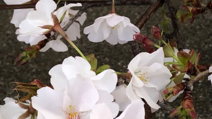 平塚朝散歩