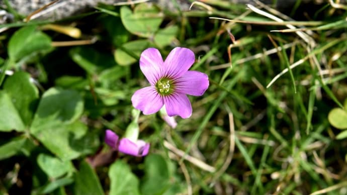 マイクロレンズで撮った花たち2