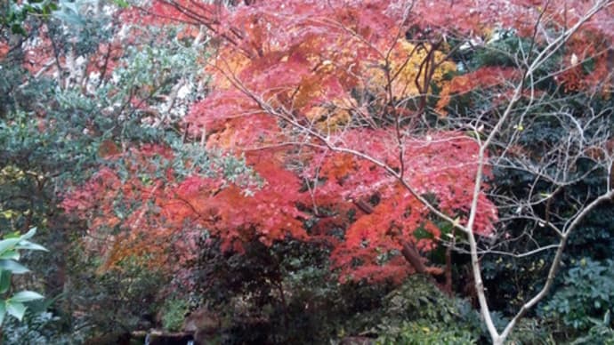 泉の森公園のモミジと雑木林2020/12/11