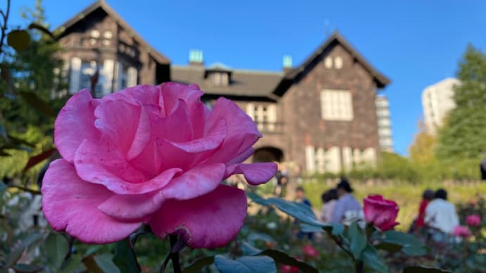 秋の薔薇祭り。