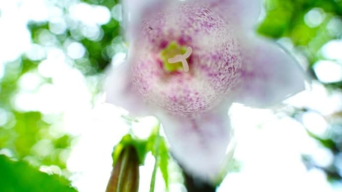 ホタルブクロの花とニホントカゲ、テントウムシ（赤塚植物園 2023.6.27撮影）