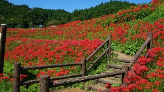 那須町　簑沢の彼岸花　２０２２/９