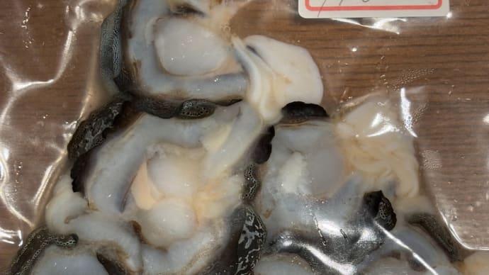 帰っても石垣島