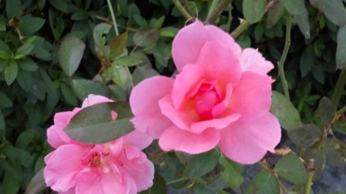 10月の庭の花 薔薇 日日草 ユーパトリウム・チョコレート 彼岸花