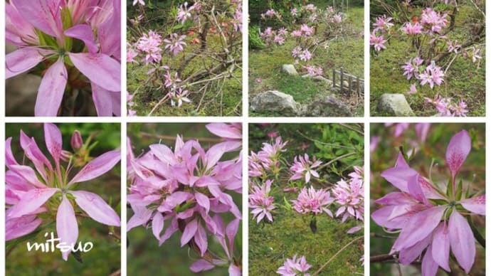 「花車の花が咲きました」 MY GARDEN 2021.05.30日撮影