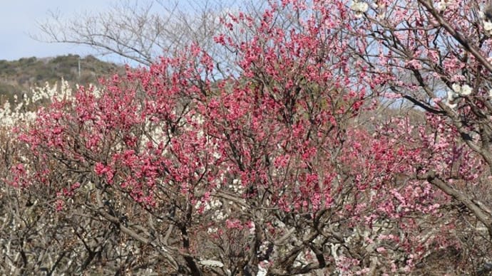 「梅まつり」の始まった防府天満宮の八重梅（ピンク）の可憐さ☆彡