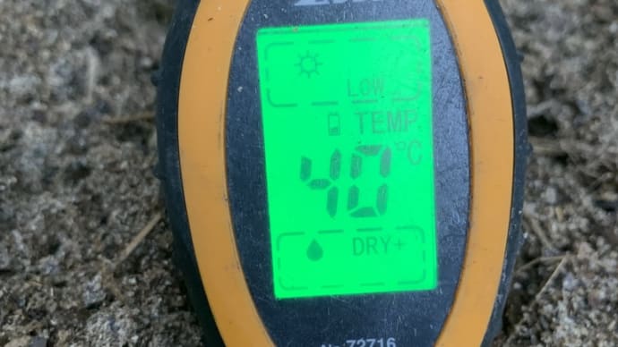 セトカを急遽、収穫しました アライグマには勝てない