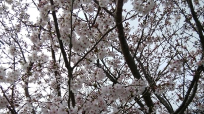 次亜塩素酸水と次亜塩素酸ナトリウムの違い・仕組み・注意点/他