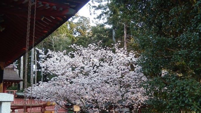 神社境内の桜 4月 ⑤（ゴショニオイ  御所匂）