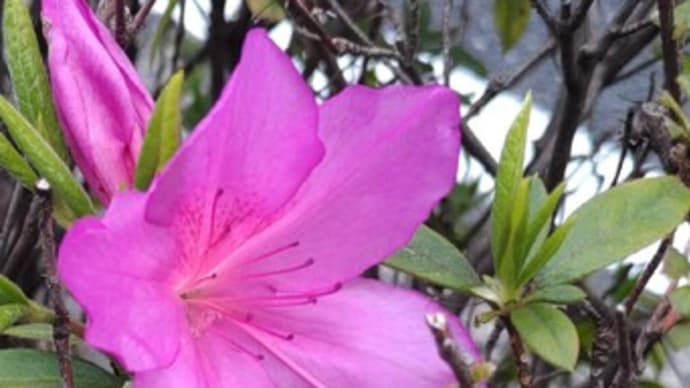 卯月始め。横浜の開花便り届いた桜さんぽ①