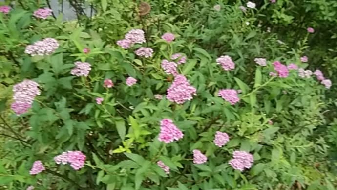秋の季語 紫蘇の実 咲き残るシモツケと赤紫蘇