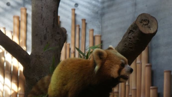 動物園のアイドル‼︎とってもキュートな「レッサーパンダ」