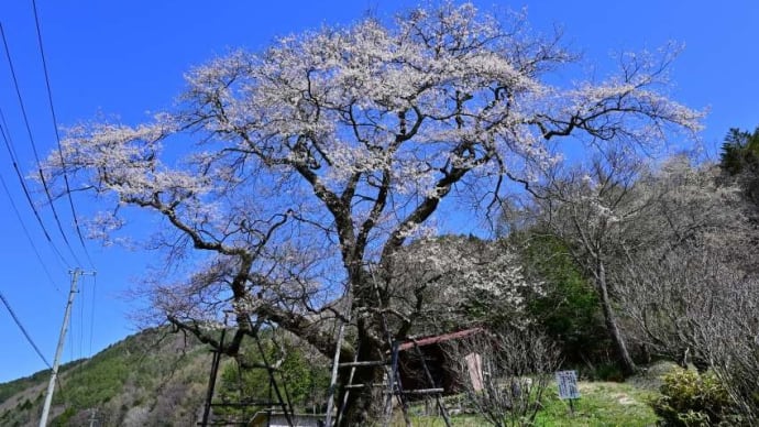 木祖村 菅のエドヒガン