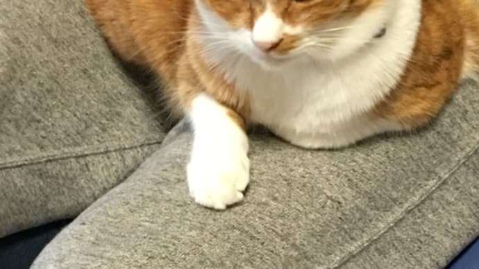 風邪をひいた猫