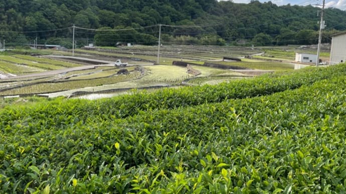 棚田の景観も間もなくです!