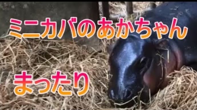 マッタリするミニカバの赤ちゃんをご覧ください。